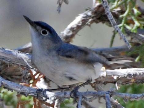 Blue-gray Gnatcatcher (Polioptila caerulea)