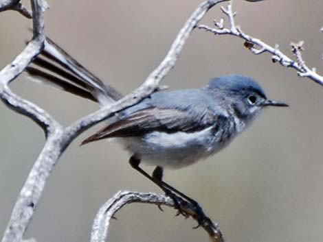 Blue-gray Gnatcatcher (Polioptila caerulea)