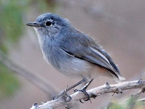 Black-tailed Gnatcatcher (Polioptila melanura)