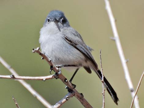 Black-tailed Gnatcatcher (Polioptila melanura)