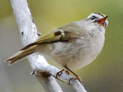 Golden-crowned Kinglet (Regulus satrapa)