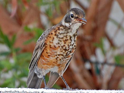 American Robin (Turdus migratorius)