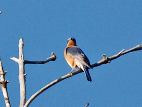 Eastern Bluebird (Sialia sialis)