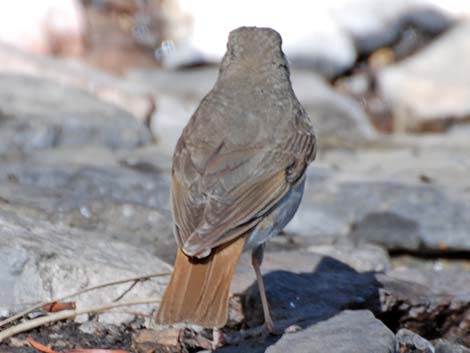 Hermit Thrush (Catharus guttatus)