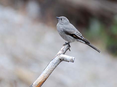 Townsend's Solitaire (Myadestes townsendi)