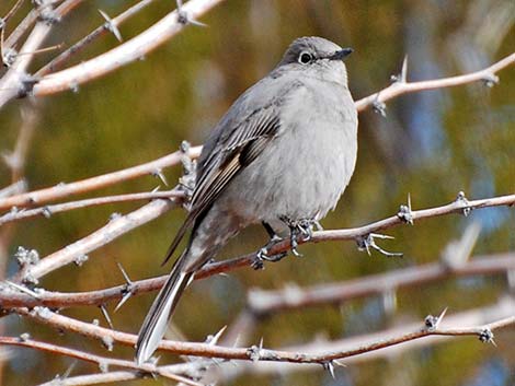 Townsend's Solitaire (Myadestes townsendi)