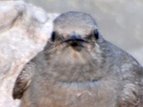 Townsend's Solitaire (Myadestes townsendi)