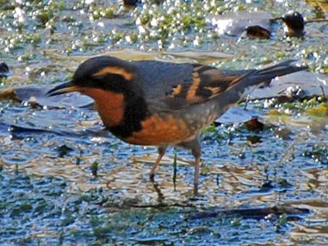 Varied Thrush (Ixoreus naevius)