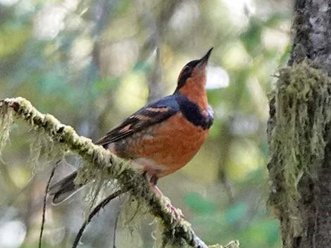 Varied Thrush (Ixoreus naevius)