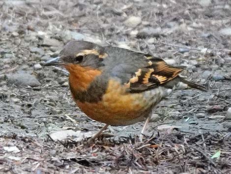 Varied Thrush (Ixoreus naevius)