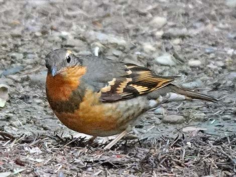 Varied Thrush (Ixoreus naevius)