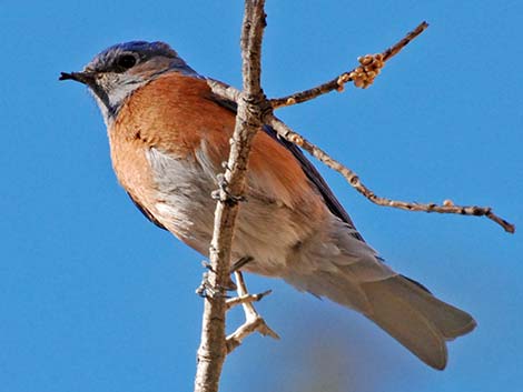 Western Bluebird (Sialia mexicana)