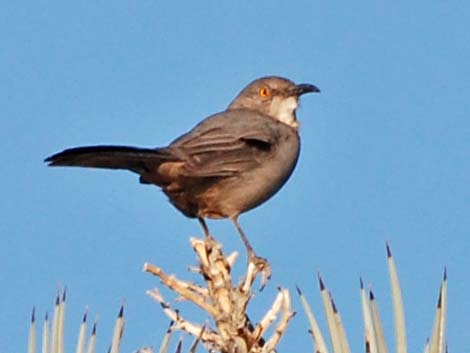 Bendire's Thrasher (Toxostoma bendirei)