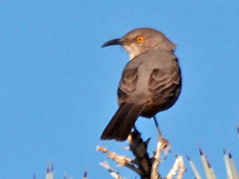 Bendire's Thrasher (Toxostoma bendirei)