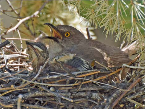 Curve-billed Thrasher (Toxostoma curvirostre)