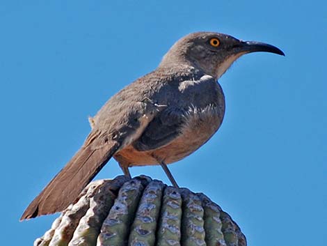 Curve-billed Thrasher (Toxostoma curvirostre)