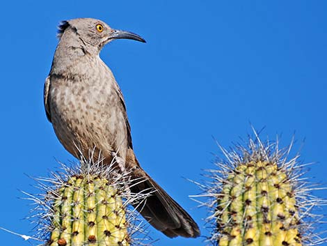 Curve-billed Thrasher (Toxostoma curvirostre)