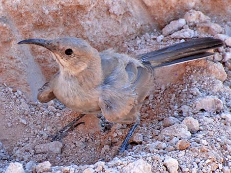 LeConte's Thrasher (Toxostoma lecontei)