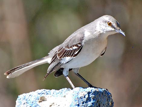 Northern Mockingbird (Mimus polyglottos)