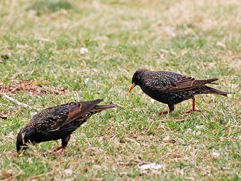 European Starling (Sturnus vulgaris)