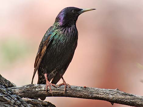 European Starling (Sturnus vulgaris)