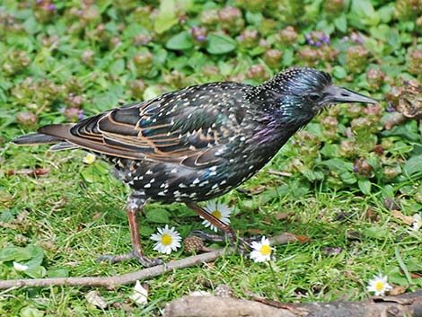 European Starling (Sturnus vulgaris)