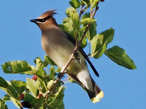 Cedar Waxwing (Bombycilla cedrorum)