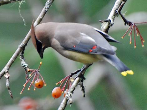 Cedar Waxwing (Bombycilla cedrorum)