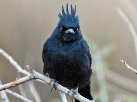 Phainopepla (Phainopepla nitens)