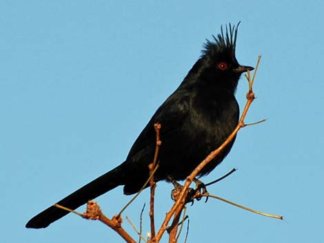 Phainopepla (Phainopepla nitens)