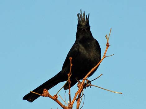 Phainopepla (Phainopepla nitens)