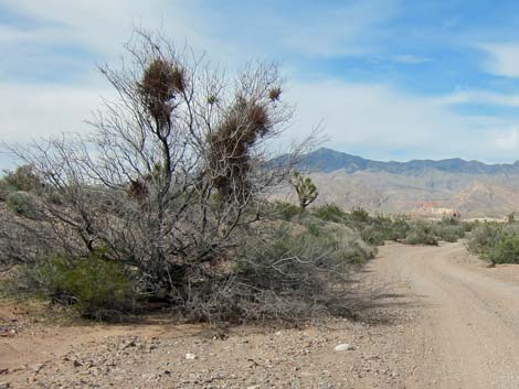 honey mesquite