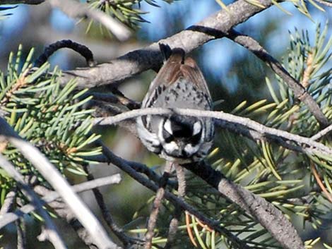 Black-throated Gray Warbler (Dendroica nigrescens)