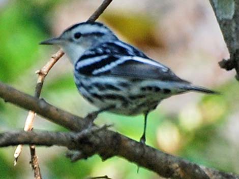 Black-and-White Warbler (Mniotilta varia)