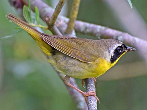 Common Yellowthroat (Geothlypis trichas)