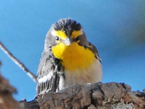 Grace's Warbler (Setophaga graciae)