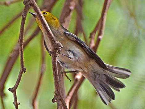 Hermit Warbler (Setophaga occidentalis)