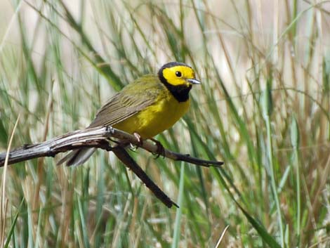 Hooded Warbler (Wilsonia citrina)