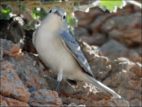 Lucy's Warbler (Oreothlypis luciae)