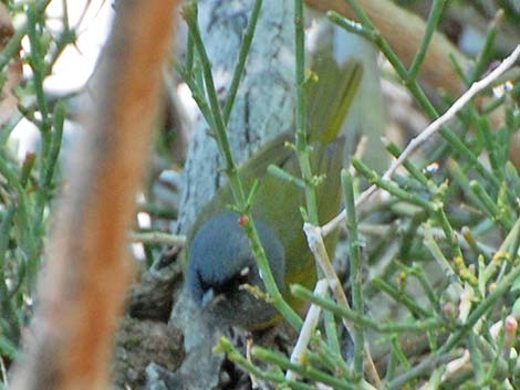 MacGillivray's Warbler (Oporornis tolmiei)