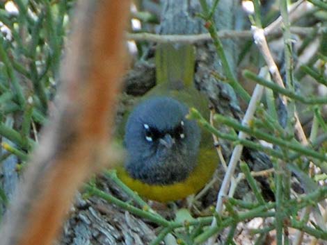 MacGillivray's Warbler (Oporornis tolmiei)