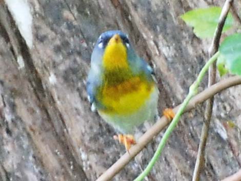 Northern Parula (Setophaga americana)