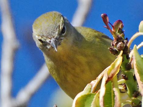 Orange-crowned Warbler (Oreothlypis celata)