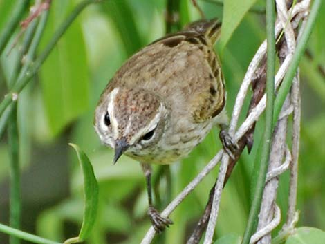 Palm Warbler (Setophaga palmarum)