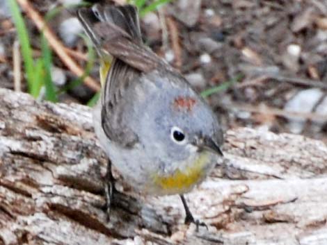 Virginia's Warbler (Vermivora virginiae)