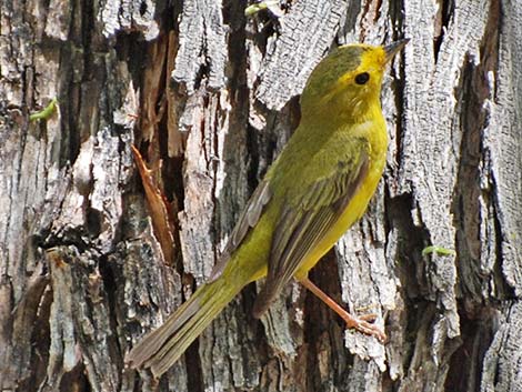 Wilson's Warbler (Wilsonia pusilla)