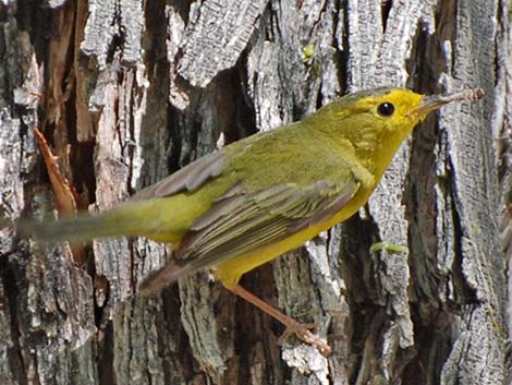 Wilson's Warbler (Wilsonia pusilla)