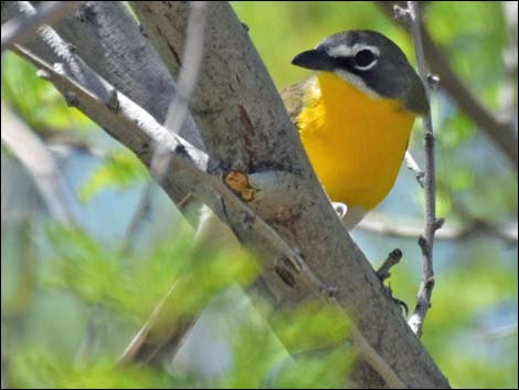 Yellow-breasted Chat (Icteria virens)