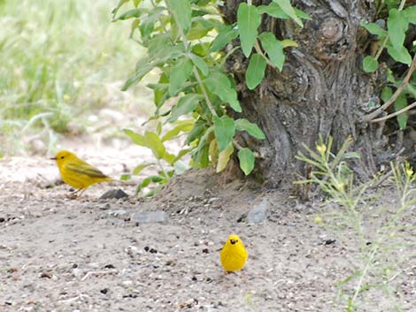 Yellow Warbler (Setophaga petechia)