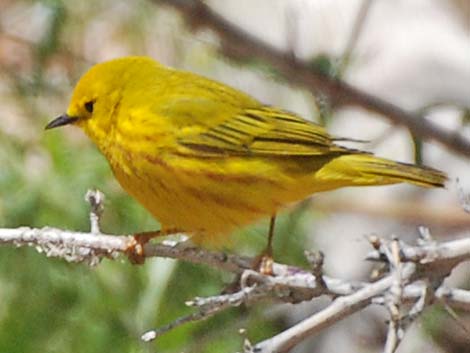 Yellow Warbler (Dendroica petechia)